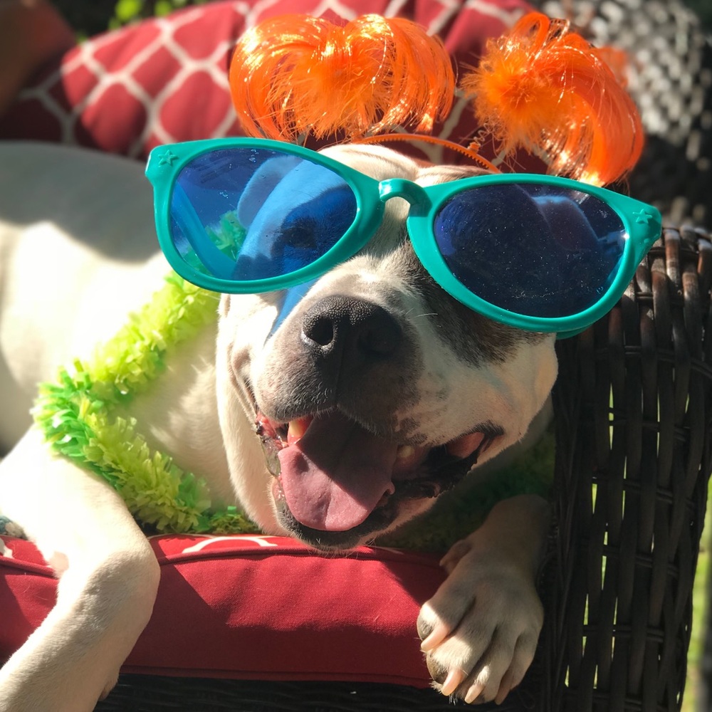 Meet your Posher, Amie